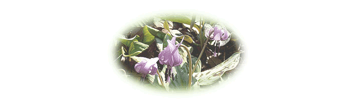 �j�΂�������F�̉�